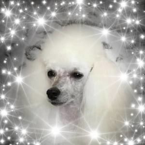 Meet your Posher, Elaine